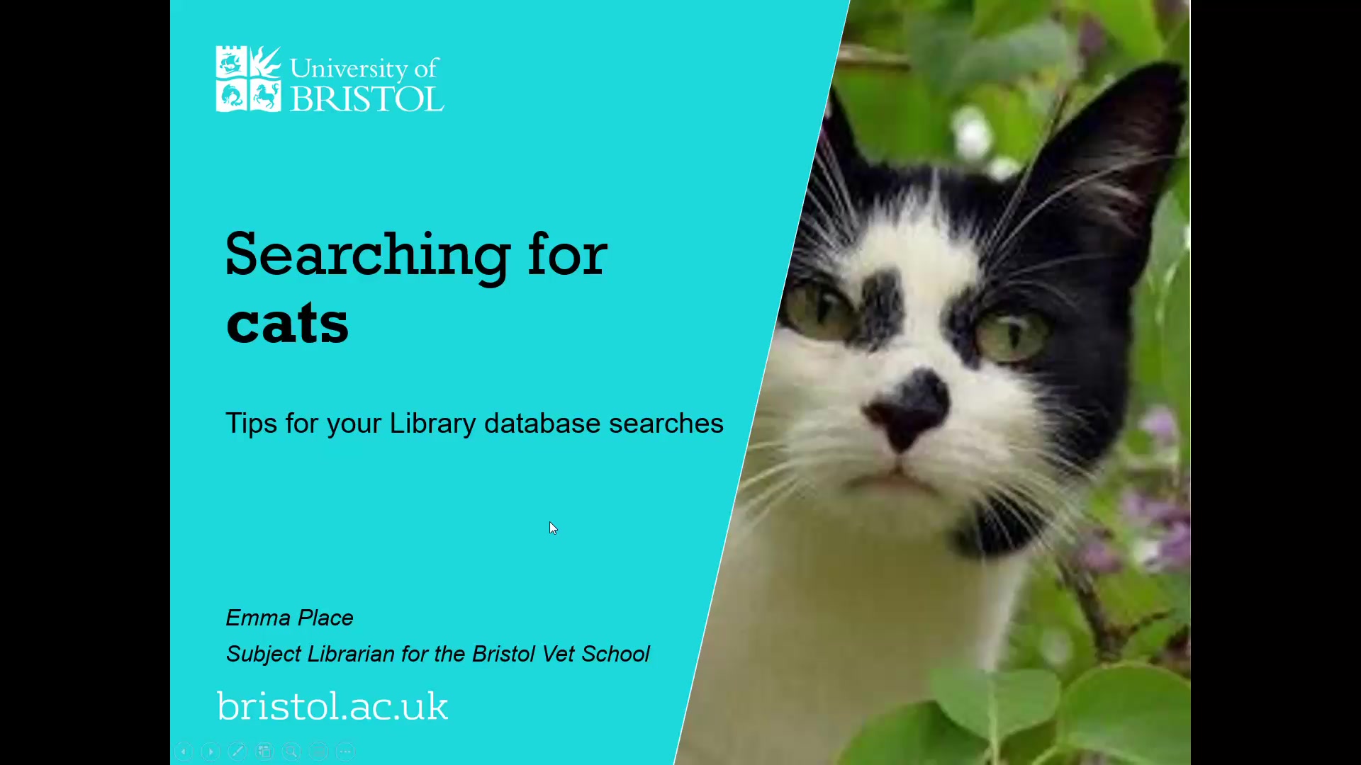 Searching for cats